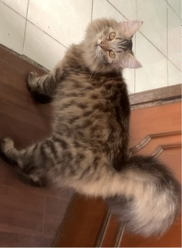 Krishna Taotao's Cute Photo